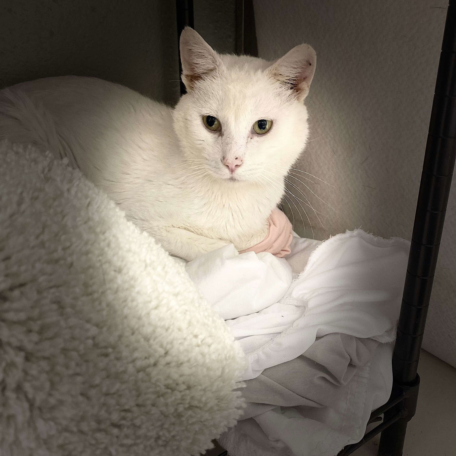 adoptable Cat in Dublin, OH named Snowdrift
