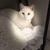 adoptable Cat in dublin, OH named Snowdrift