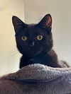 adoptable Cat in dublin, OH named Trapper