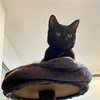 Trapper - Photo 6