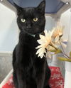 adoptable Cat in dublin, OH named Sabrina