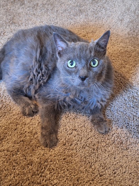 adoptable Cat in Dublin, OH named Rosemarie