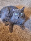 adoptable Cat in Dublin, OH named Rosemarie