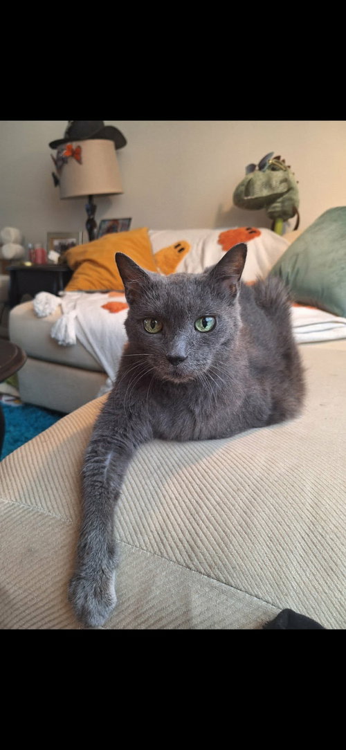 picture of the cat needing adoption