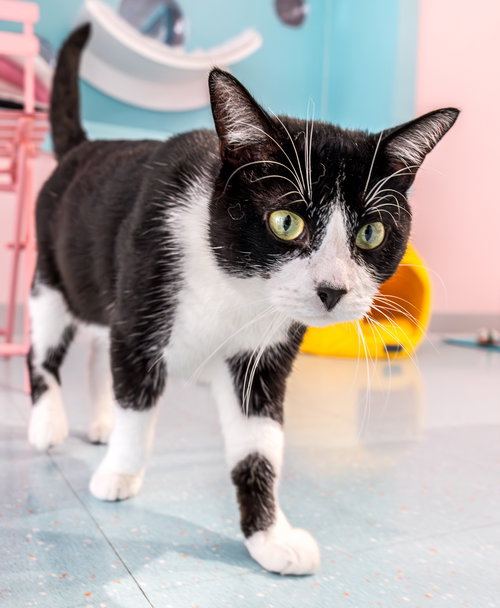 PATRICK - Domestic Short Hair available for adoption