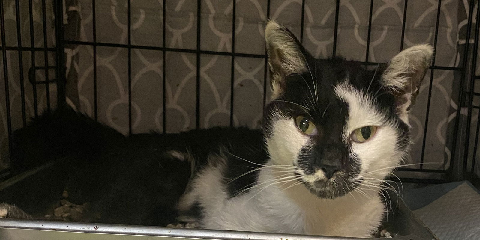 adoptable Cat in Dublin, OH named Milkshake
