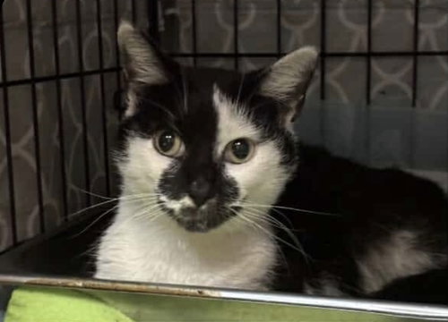 MILKSHAKE - Domestic Short Hair available for adoption