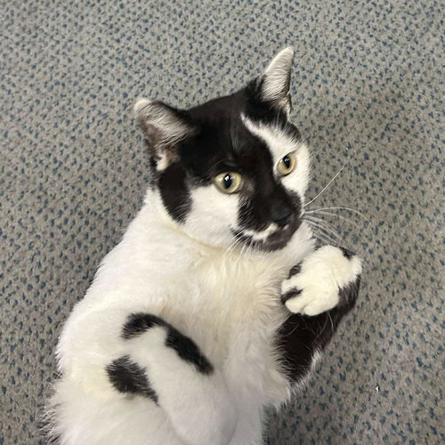 MILKSHAKE - Domestic Short Hair available for adoption