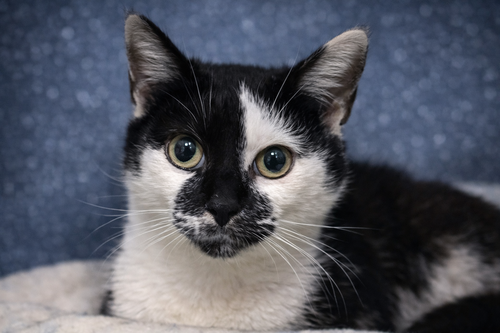 picture of the cat needing adoption