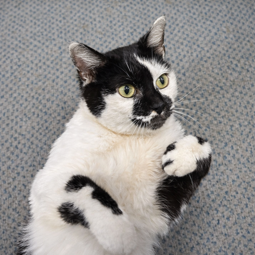 MILKSHAKE - Domestic Short Hair available for adoption