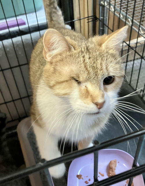 picture of the cat needing adoption