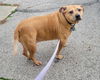 adoptable Dog in dublin, OH named Holly
