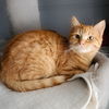adoptable Cat in dublin, OH named Flame
