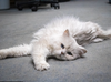 adoptable Cat in Dublin, OH named Carson