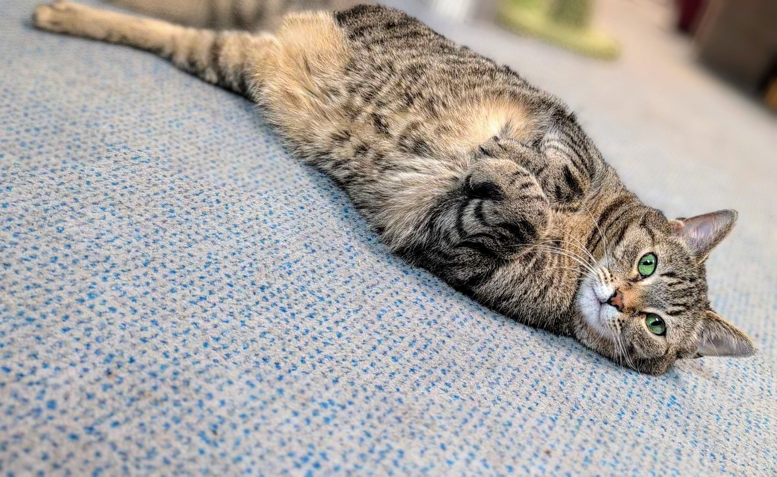 adoptable Cat in Dublin, OH named Lena