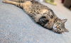 adoptable Cat in dublin, OH named Lena