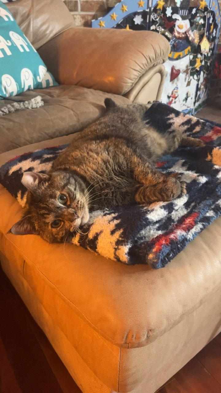 adoptable Cat in Dublin, OH named Cindy