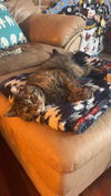 adoptable Cat in  named Cindy