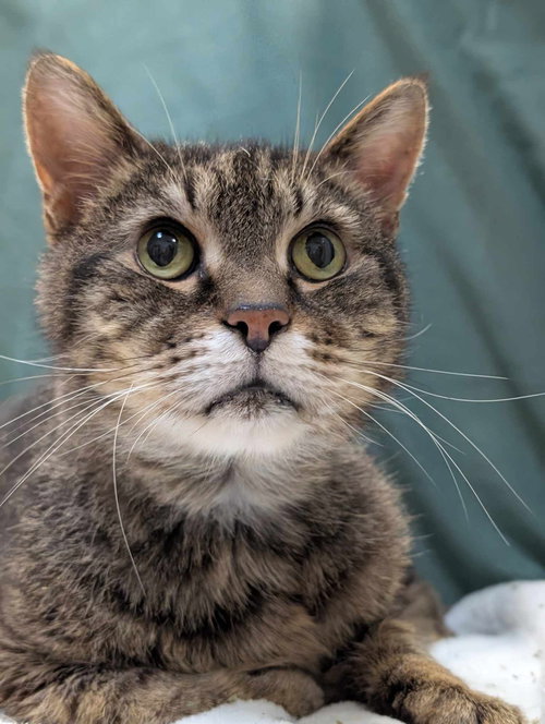 SPARROW - Tabby / Domestic Short Hair available for adoption