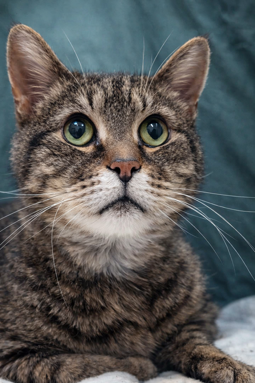 SPARROW - Tabby / Domestic Short Hair available for adoption