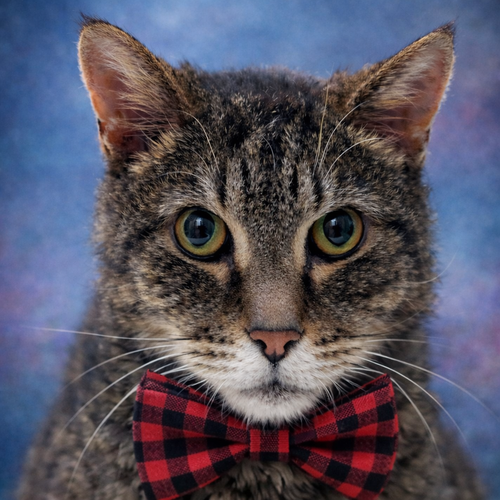 Sparrow, Senior Tabby / Domestic Short Hair / Mixed (short coat), cat for adoption in Lancaster, Ohio