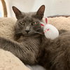 Gobble - Photo 11