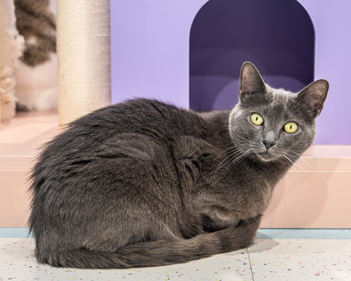 GOBBLE - Domestic Short Hair available for adoption