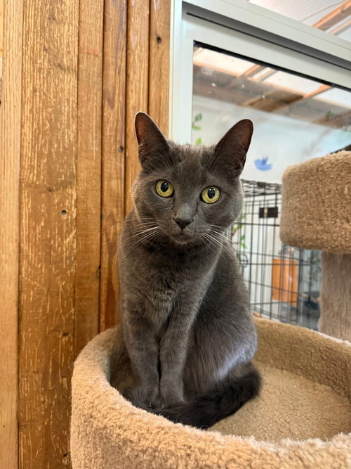 GOBBLE - Domestic Short Hair available for adoption