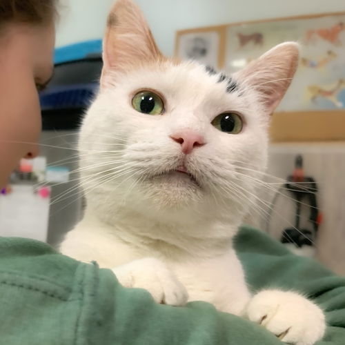 picture of the cat needing adoption