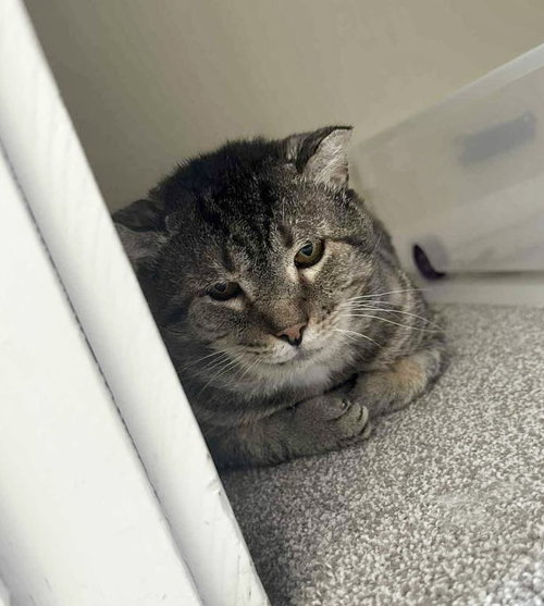 JUMANJI - Tabby / Domestic Short Hair available for adoption