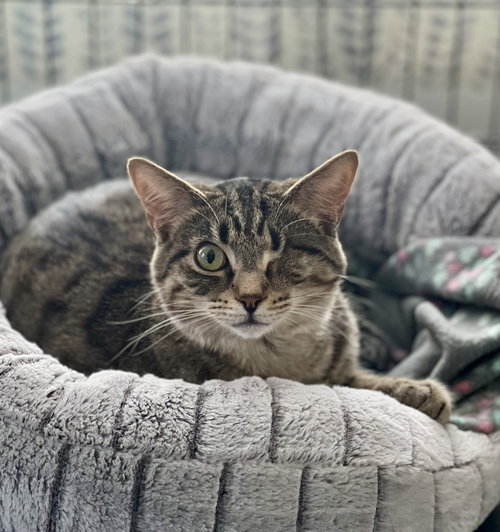 STORM - Tabby / Domestic Short Hair available for adoption