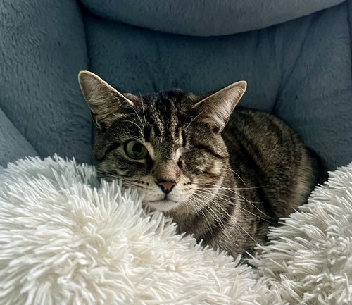 STORM - Tabby / Domestic Short Hair available for adoption