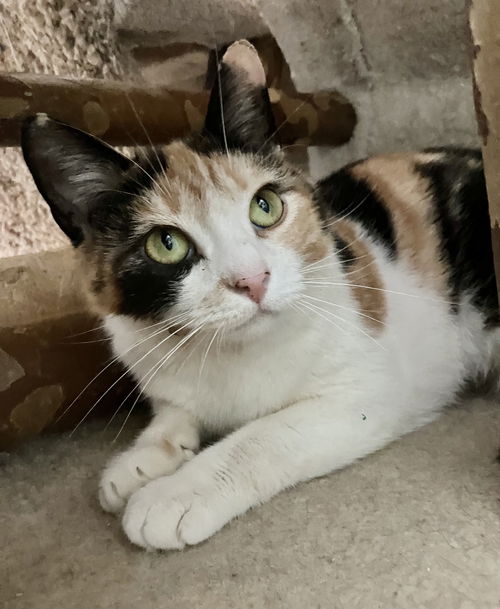 picture of the cat needing adoption