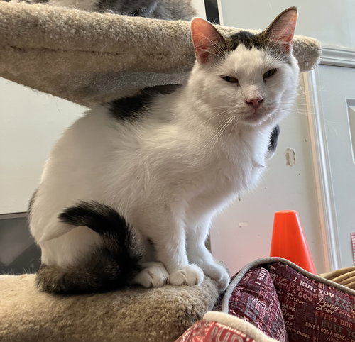 WALTER - Tabby / Domestic Short Hair available for adoption