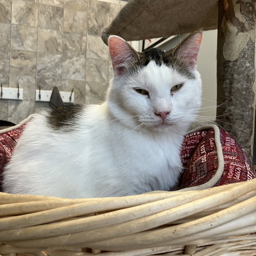 Walter, Adult Tabby / Domestic Short Hair / Mixed (short coat), cat for adoption in Lancaster, Ohio