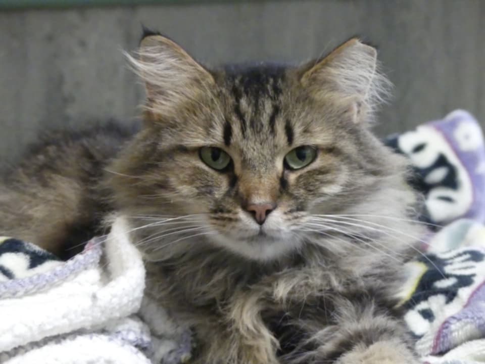 adoptable Cat in Dublin, OH named Angelica