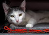 Chatty Cathy - Photo 7