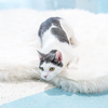adoptable Cat in Columbus, OH named Chatty Cathy - KBC