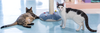 Chatty Cathy - Photo 4