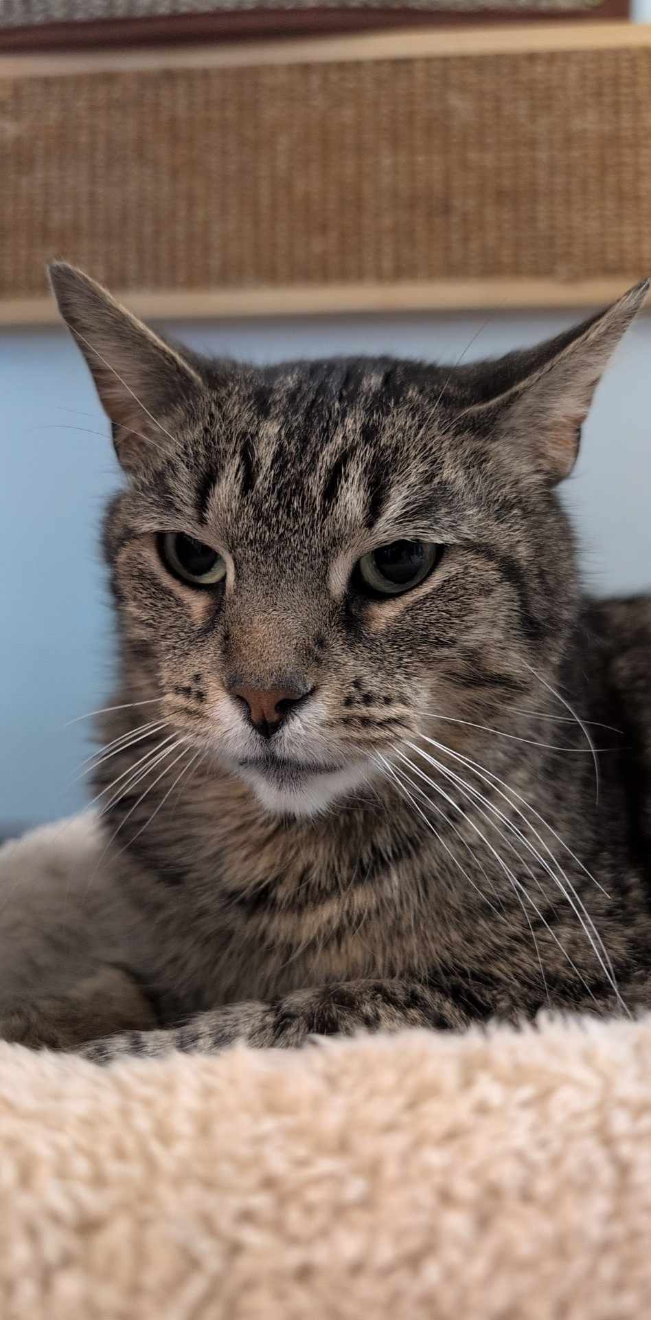 adoptable Cat in Dublin, OH named Lia