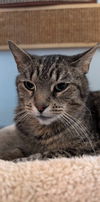adoptable Cat in dublin, OH named Lia