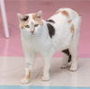 adoptable Cat in  named Akira