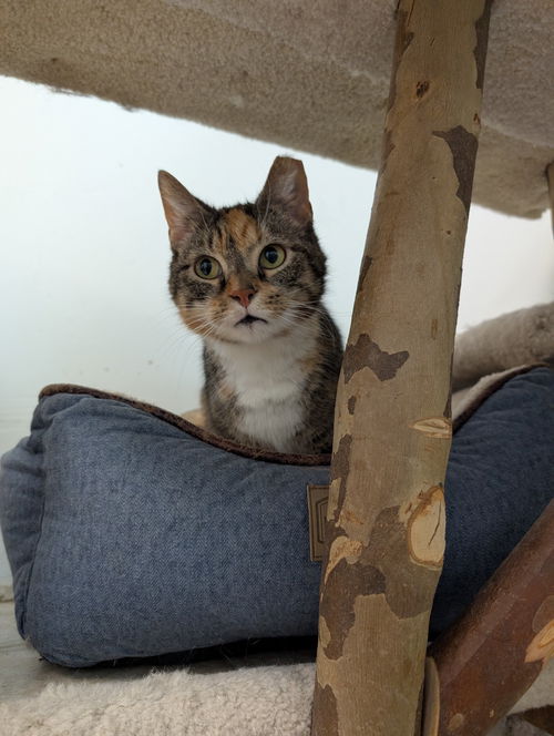 picture of the cat needing adoption