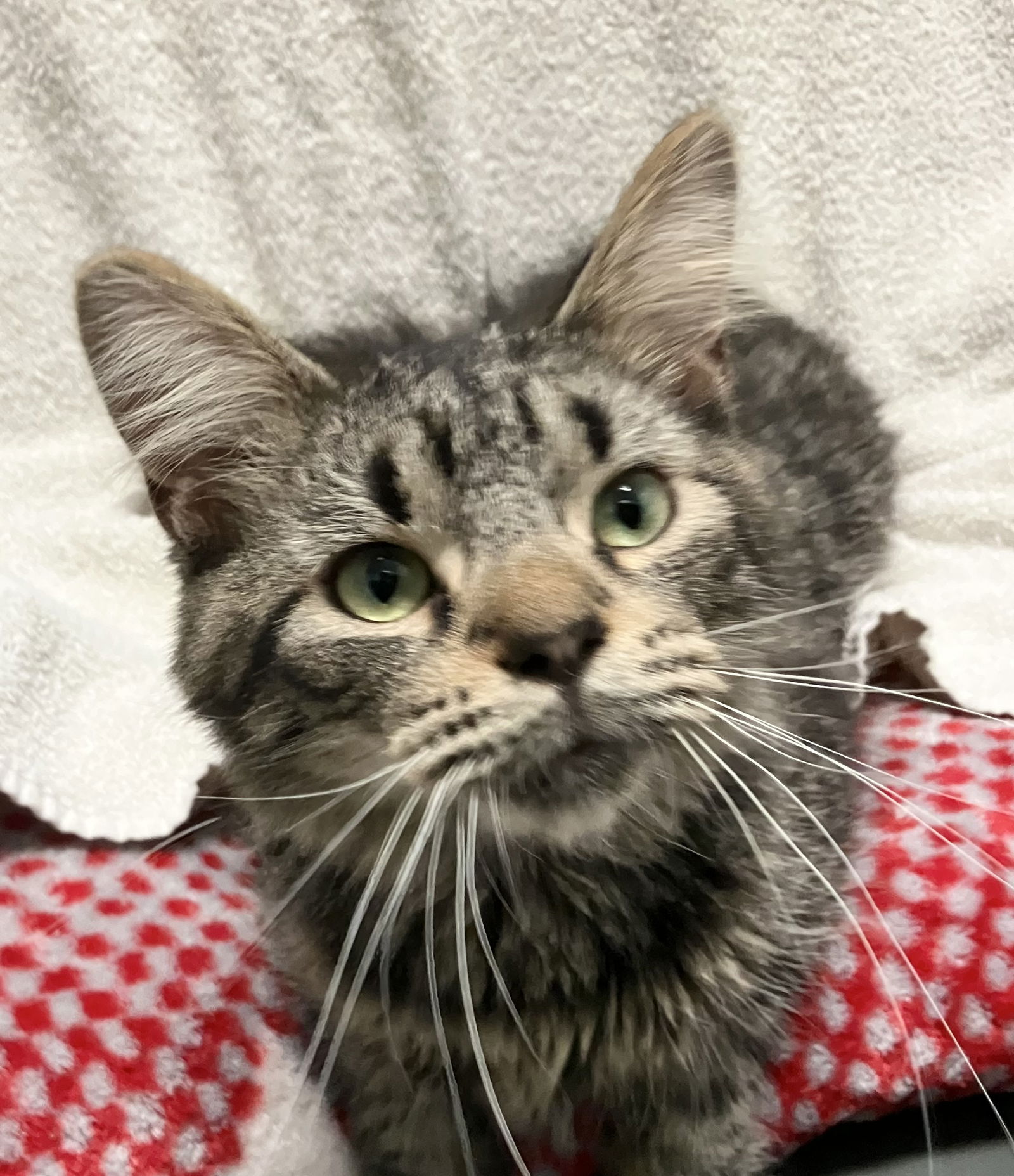 adoptable Cat in Dublin, OH named Snow