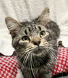 adoptable Cat in  named Snow