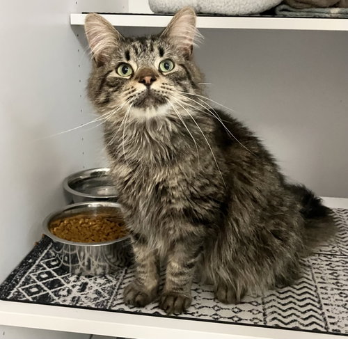 picture of the cat needing adoption