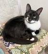 adoptable Cat in dublin, OH named Hyperion