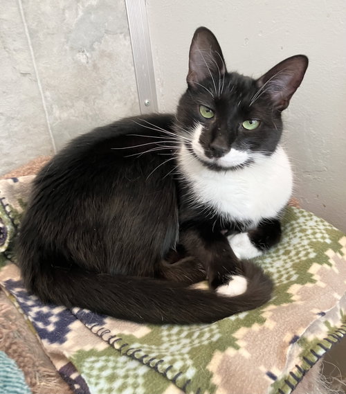 HYPERION - Domestic Short Hair available for adoption