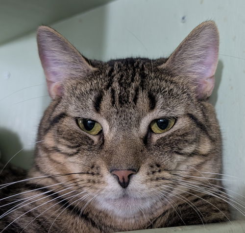 picture of the cat needing adoption