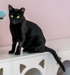 Stella Luna - Photo 3